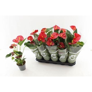 Anthu An Success Red 3-4+