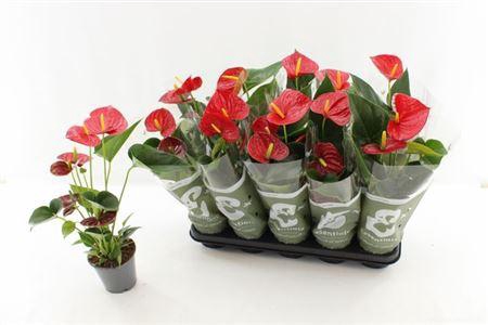 <h4>Anthu An Success Red 3-4+</h4>