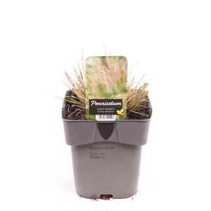 Pennisetum alopecuroides 'Little Bunny'