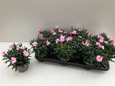 Dian Osc Pink
