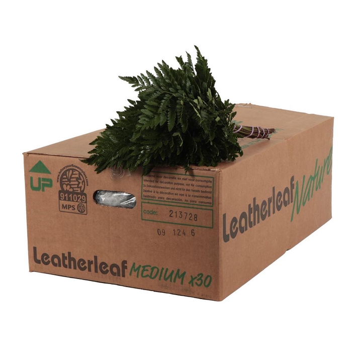 <h4>Lederv. Medium</h4>