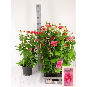 ROSA FL PEARL SELECT