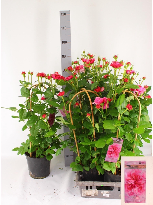 <h4>ROSA FL PEARL SELECT</h4>