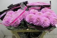 <h4>CHR G PLAYTIME</h4>