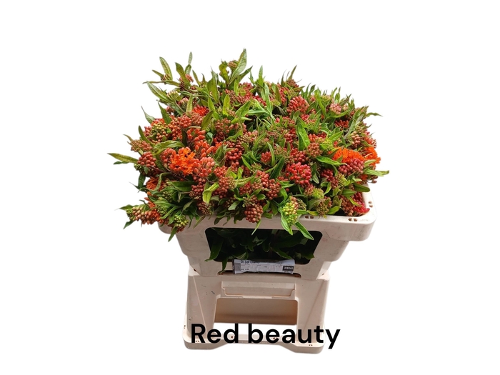 <h4>ASCL T RED BEAUTY</h4>