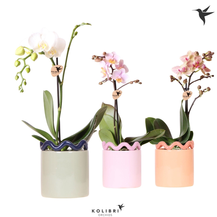 <h4>Kolibri Orchids Phalaenopsis mix 1 spike in Funky pot mix</h4>