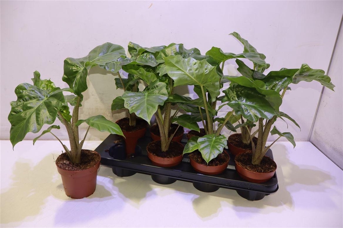 <h4>Aloc Low Rider</h4>