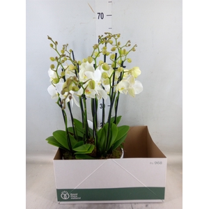 Phalaenopsis  'Ant Inverness'