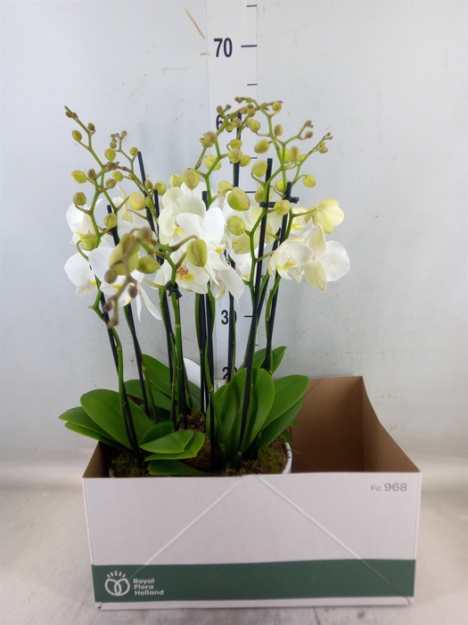 <h4>Phalaenopsis  'Ant Inverness'</h4>