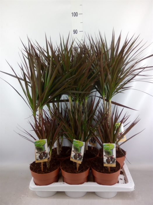 <h4>Dracaena marg. 'Magenta'</h4>