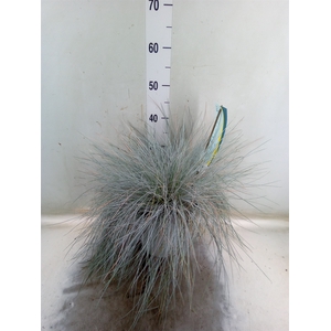 Festuca glauca 'Intens Blue'