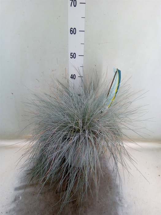 <h4>Festuca glauca 'Intens Blue'</h4>