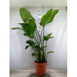 Strelitzia nicolai