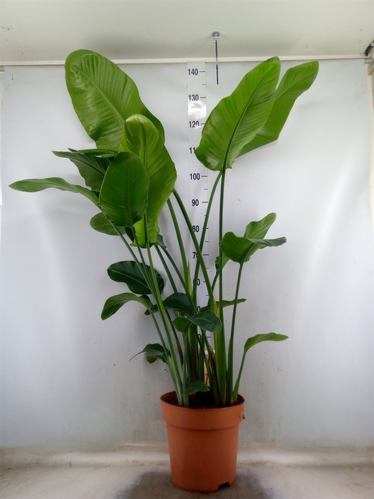 <h4>Strelitzia nicolai</h4>