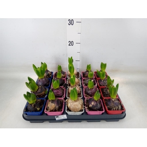 Hyacinthus orie.   ...mix 4