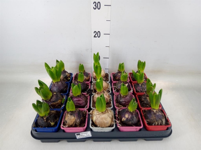 <h4>Hyacinthus orie.   ...mix 4</h4>