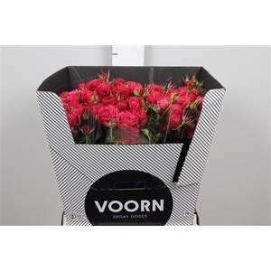 R Tr Parry Trendsetter