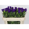 Campanula Medium Champion Blue