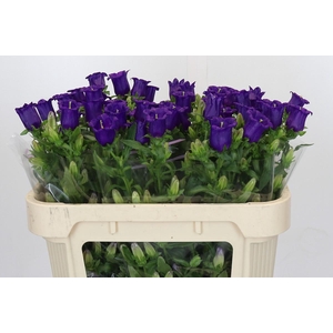 Campanula Medium Champion Blue