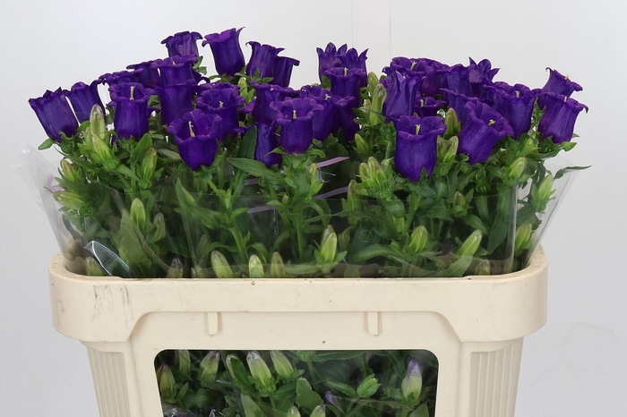 <h4>Campanula Medium Champion Blue</h4>