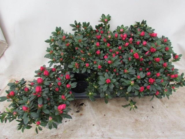 <h4>RHODO SI TAMIRA</h4>