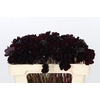Cosmos Black Beauty