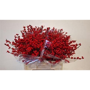 Ilex Ve Rode Bes 60cm