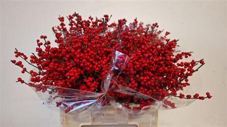 <h4>Ilex Ve Rode Bes 60cm</h4>