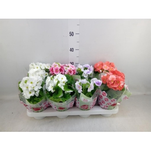 Primula obcon. 'Touch Me'   ...mix