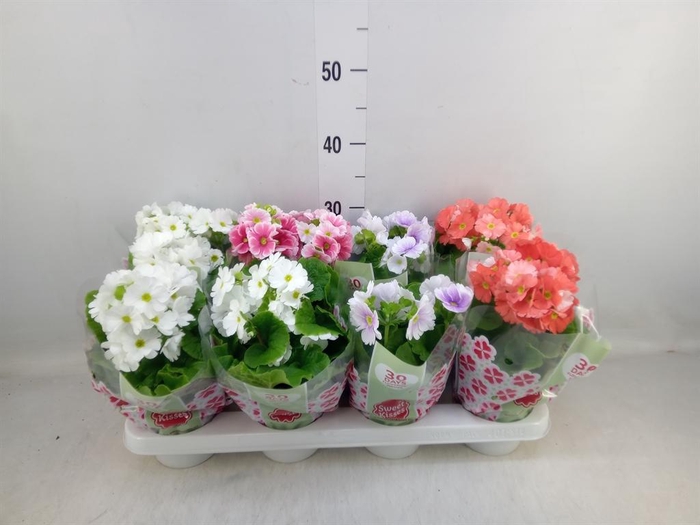 <h4>Primula obcon. 'Touch Me' ...mix</h4>