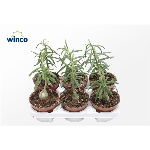 <h4>Pachypodium Succulentum</h4>