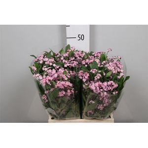 Myos Rose