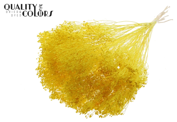 <h4>Broom Bloom p/bunch in poly Bleached Yellow</h4>
