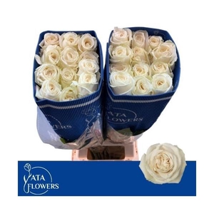 R Gr Playa Blanca L7