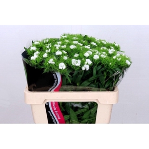 Dianthus Br Am White Duke