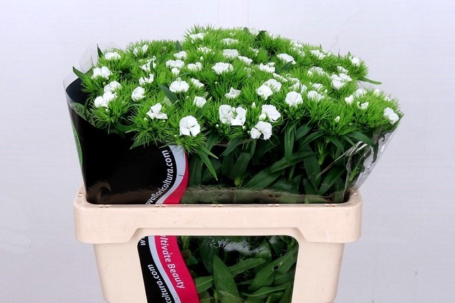 <h4>Dianthus Br Am White Duke</h4>