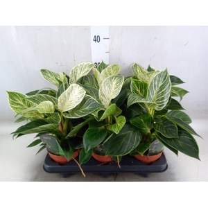 Philodendron   ...