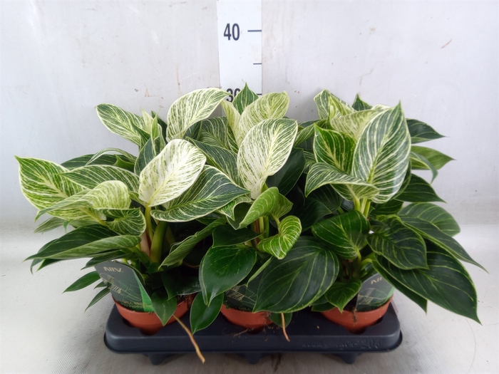 <h4>Philodendron   ...</h4>