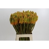 Kniphofia Eycone Peach