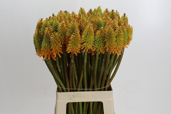 Kniphofia Eycone Peach