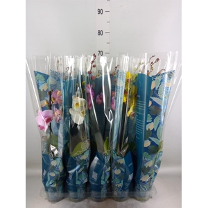 Phalaenopsis   ...mix  5