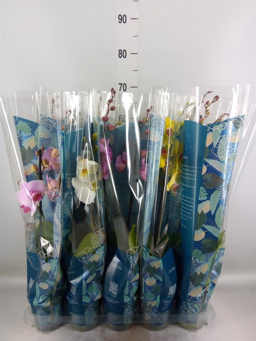 <h4>Phalaenopsis   ...mix  5</h4>