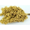 Schinus M Pt Yellow Bunch