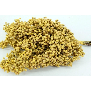 Schinus M Pt Yellow Bunch