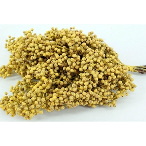 Schinus M Pt Yellow Bunch