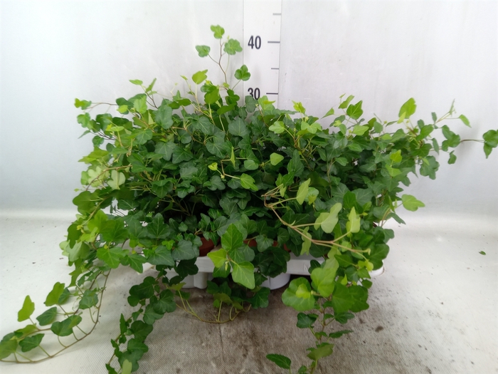 <h4>Hedera helix 'Wonder'</h4>