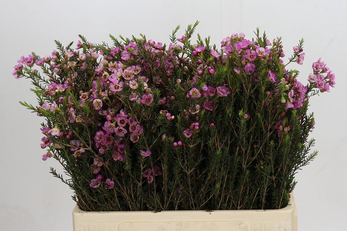 <h4>Chamelaucium Adi</h4>