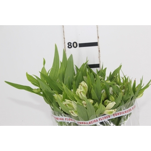 ALSTROEMERIA PRESTIGE 080 CM BRANCO