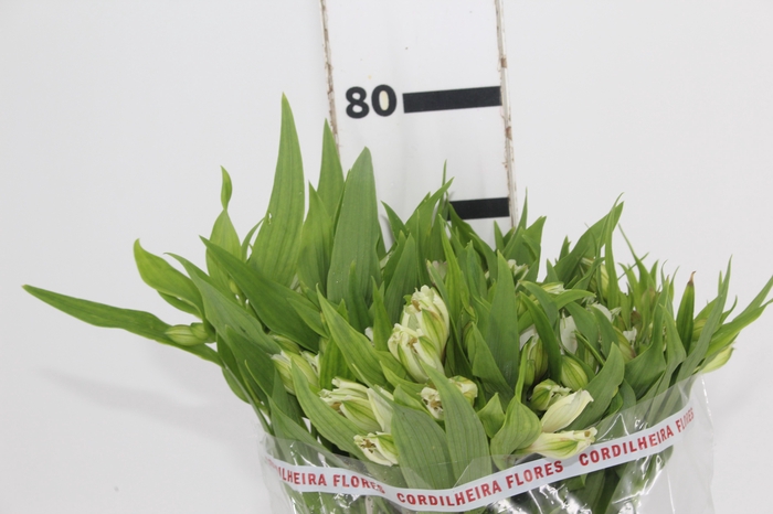 <h4>ALSTROEMERIA PRESTIGE 080 CM BRANCO</h4>