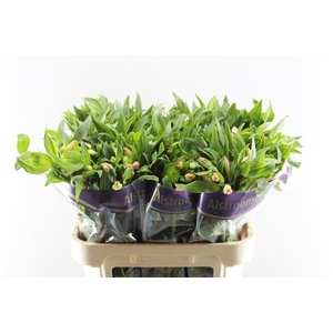 Alstr True Dream (pink/wit)